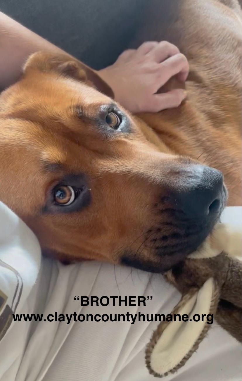 Enlarge Brother, a Adoptable mixed breed in Jonesboro, GA image 1/5