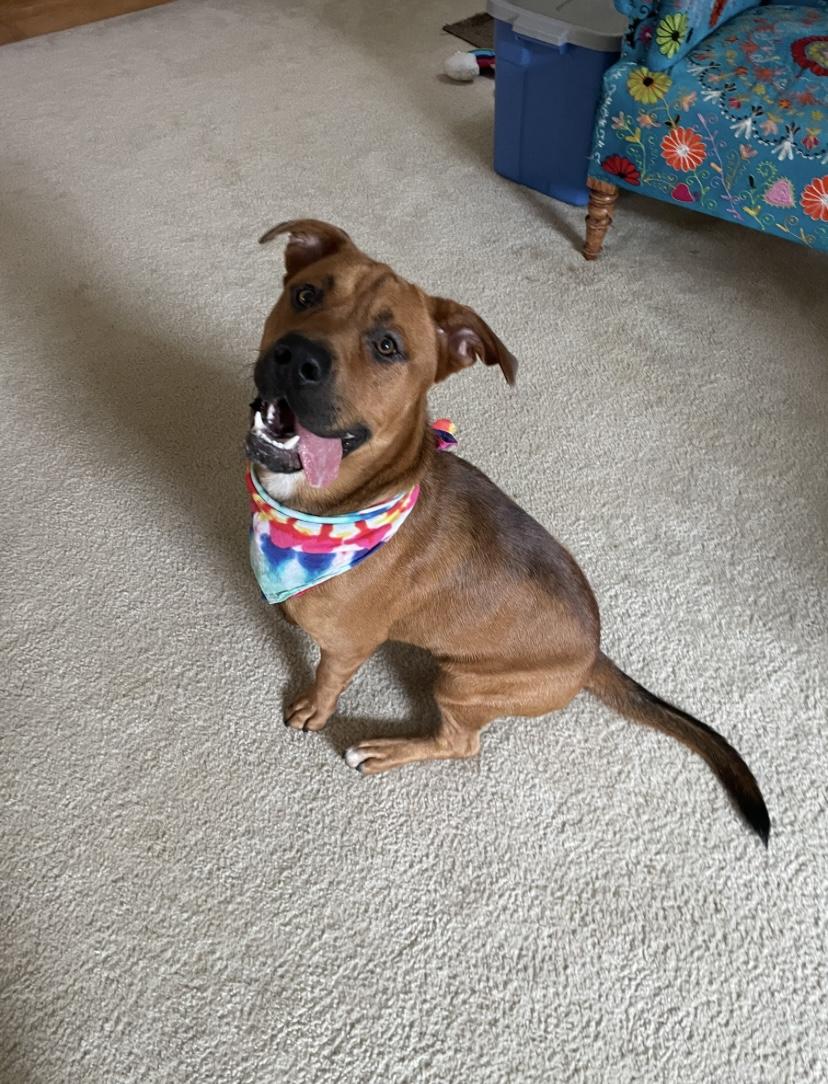 Enlarge Brother, a Adoptable mixed breed in Jonesboro, GA image 2/5