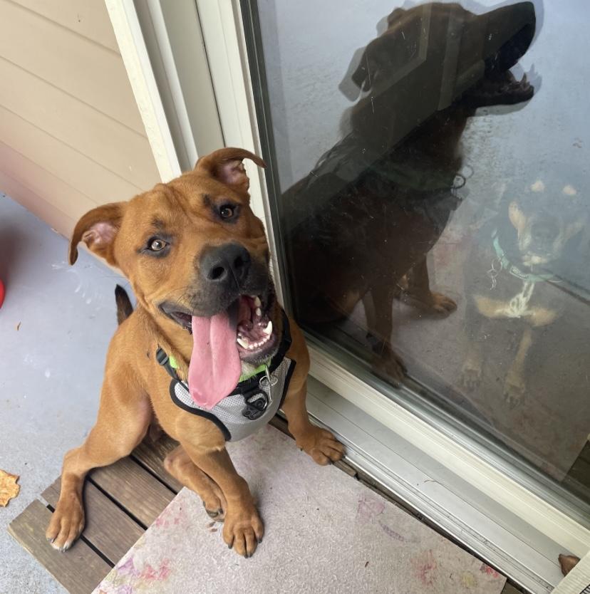 Enlarge Brother, a Adoptable mixed breed in Jonesboro, GA image 3/5