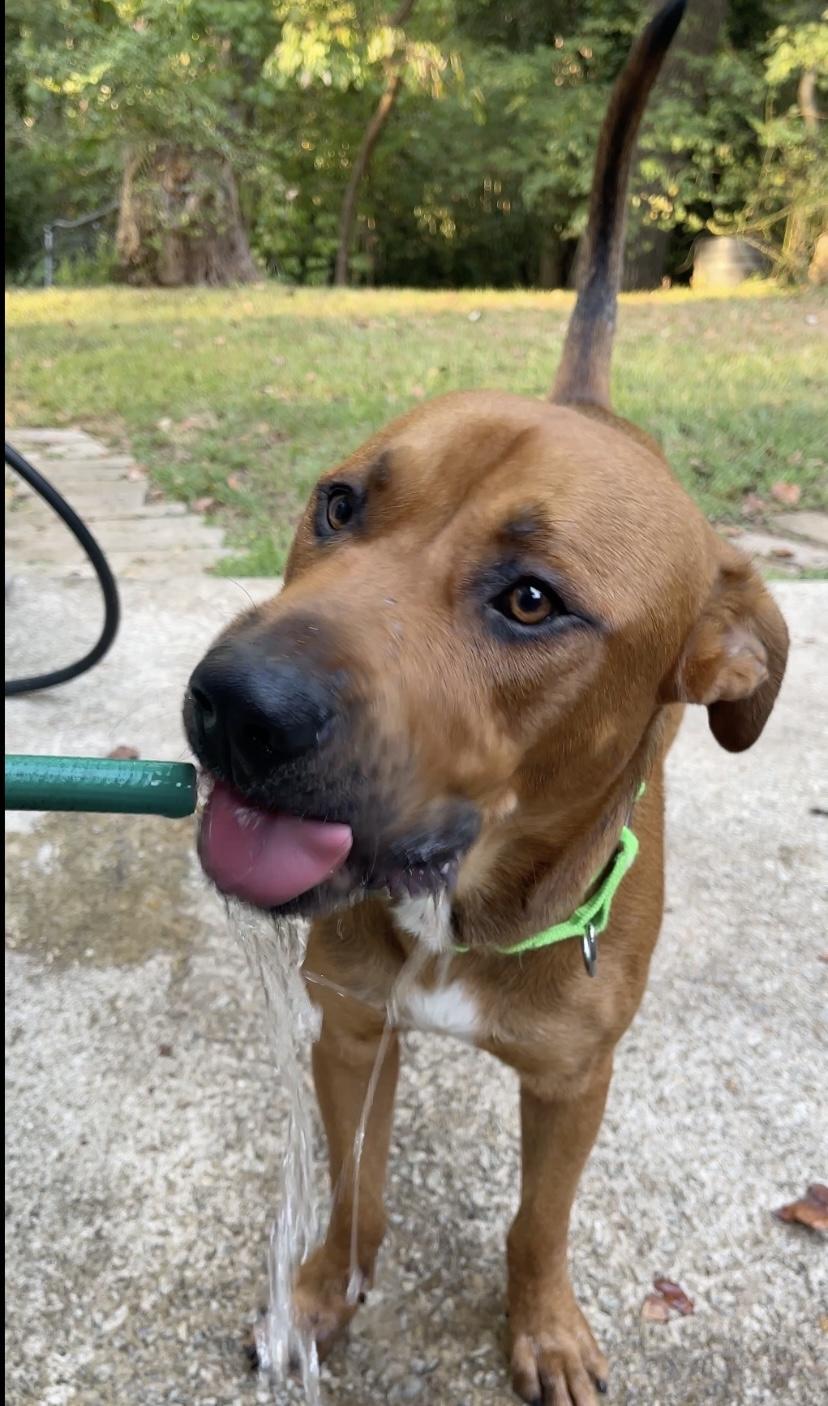 Enlarge Brother, a Adoptable mixed breed in Jonesboro, GA image 4/5