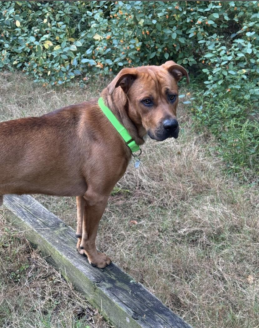 Enlarge Brother, a Adoptable mixed breed in Jonesboro, GA image 5/5