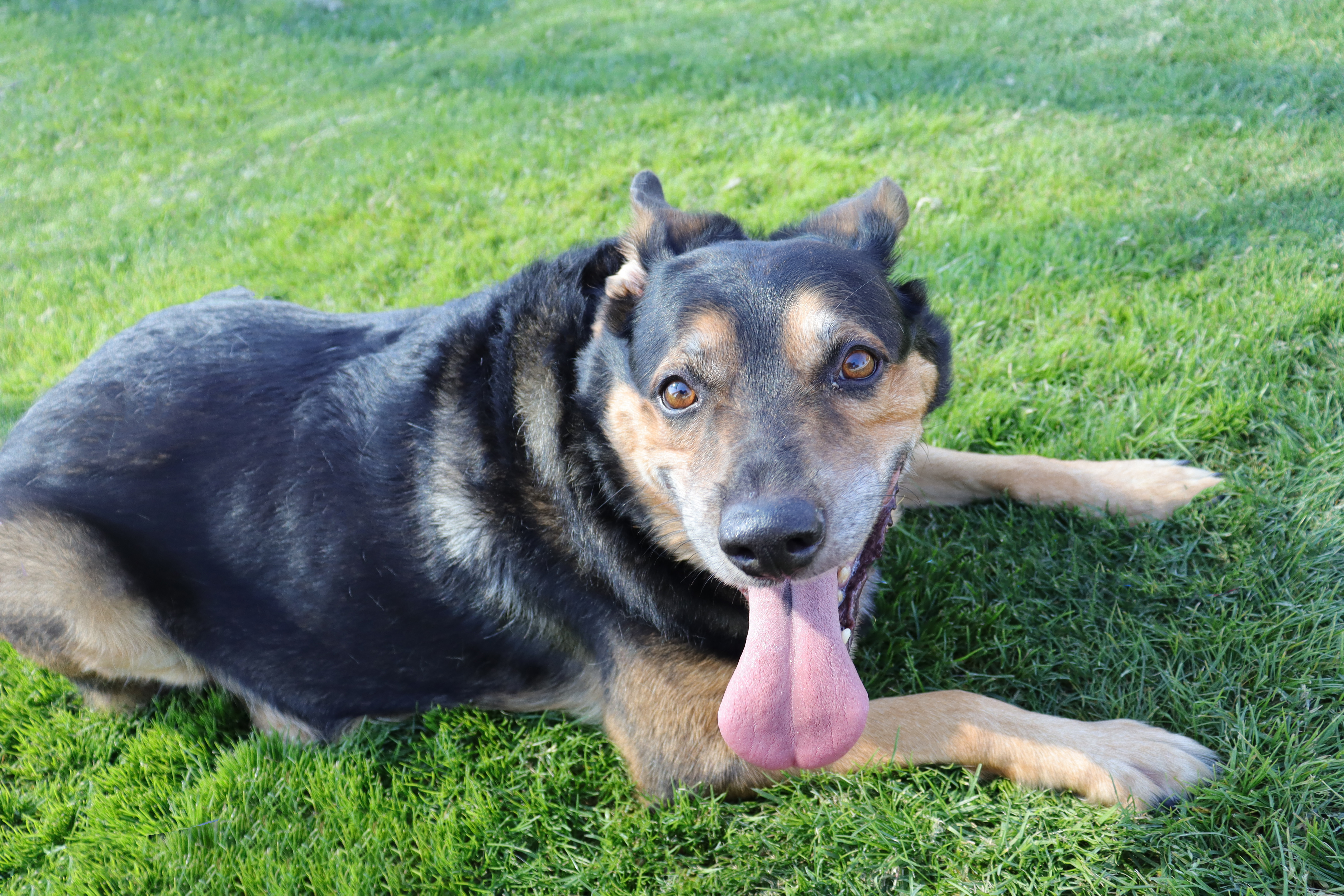Charlie, a Adoptable German Shepherd Dog in Clovis, CA image 1/5
