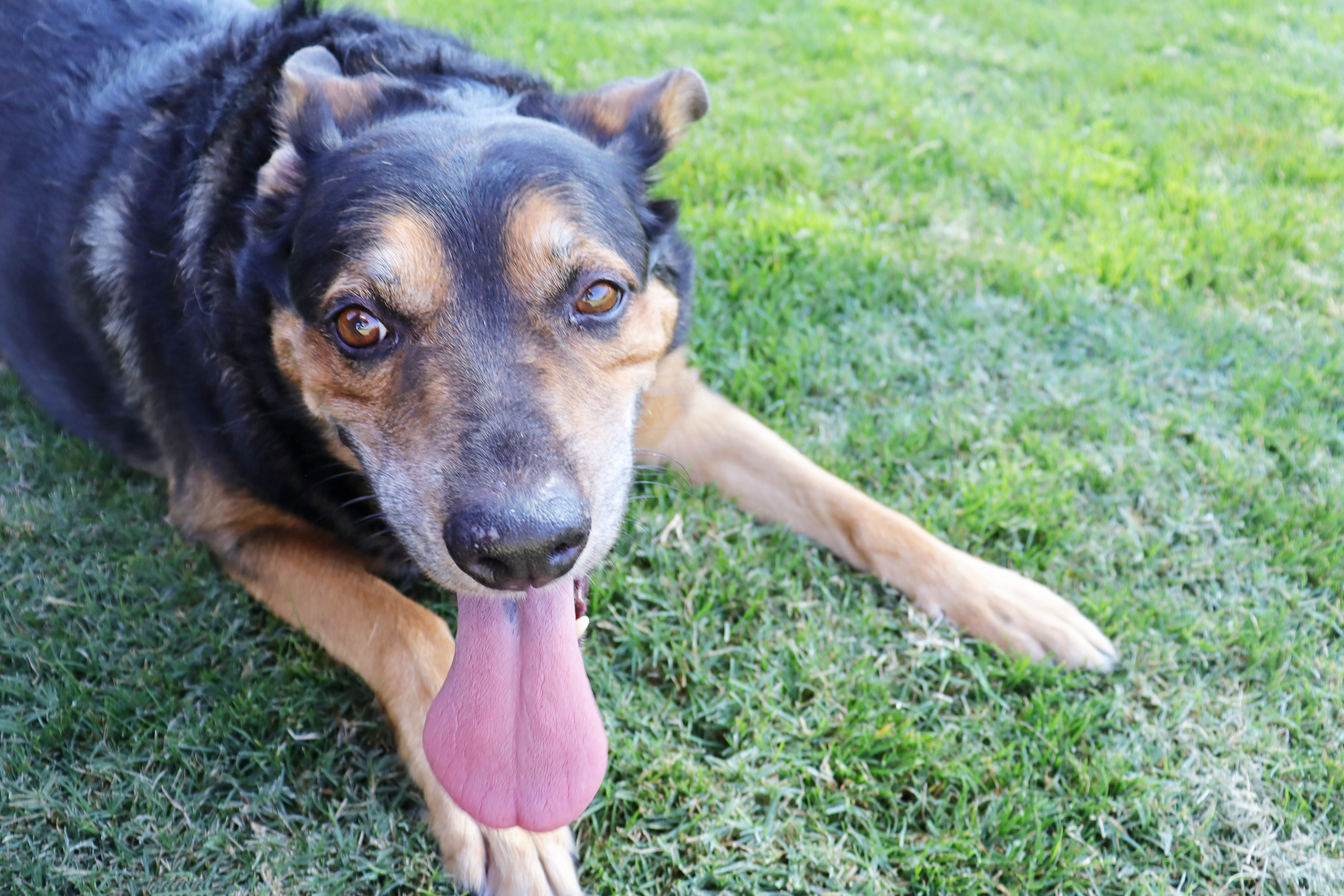 Charlie, a Adoptable German Shepherd Dog in Clovis, CA image 2/5