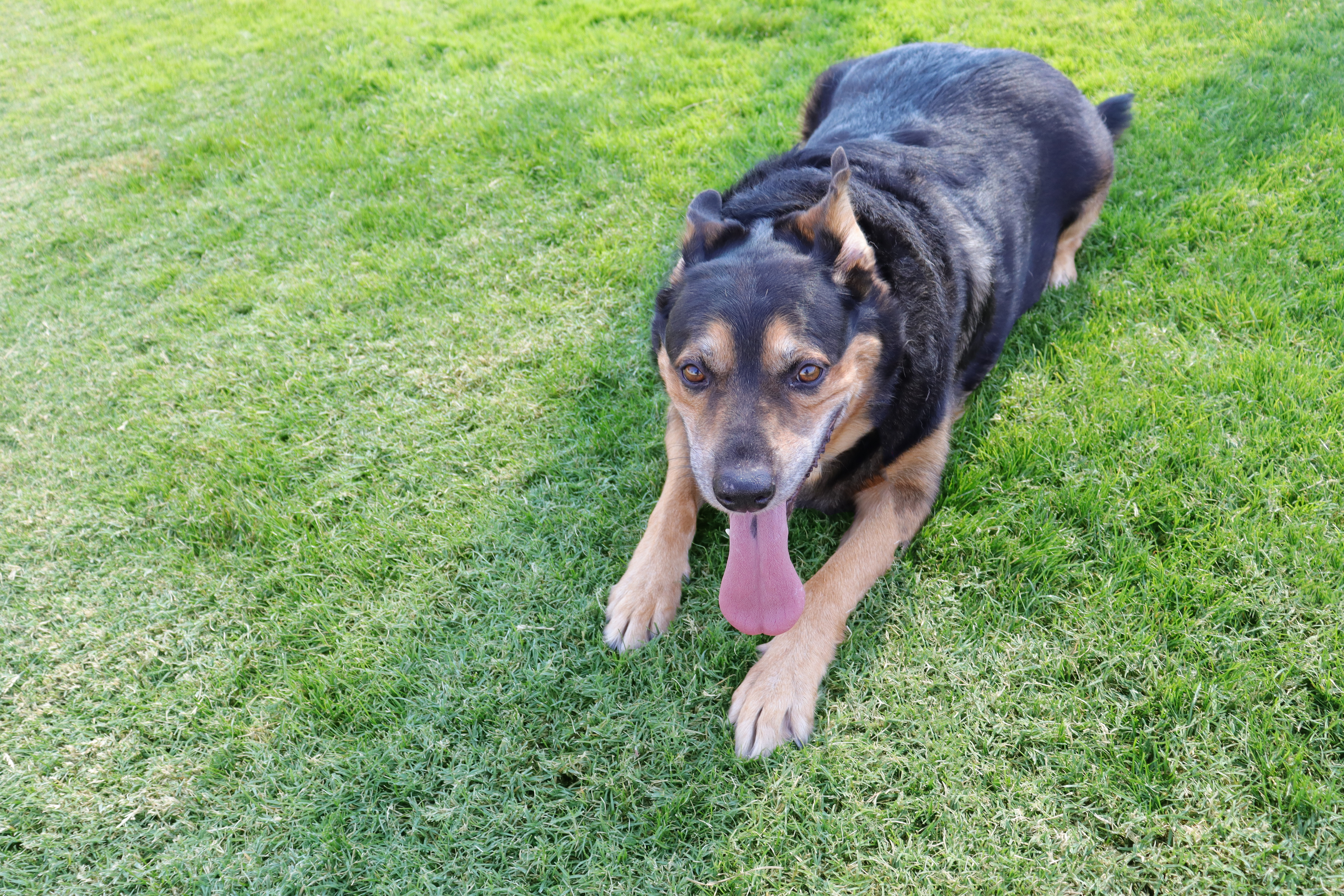 Charlie, a Adoptable German Shepherd Dog in Clovis, CA image 3/5