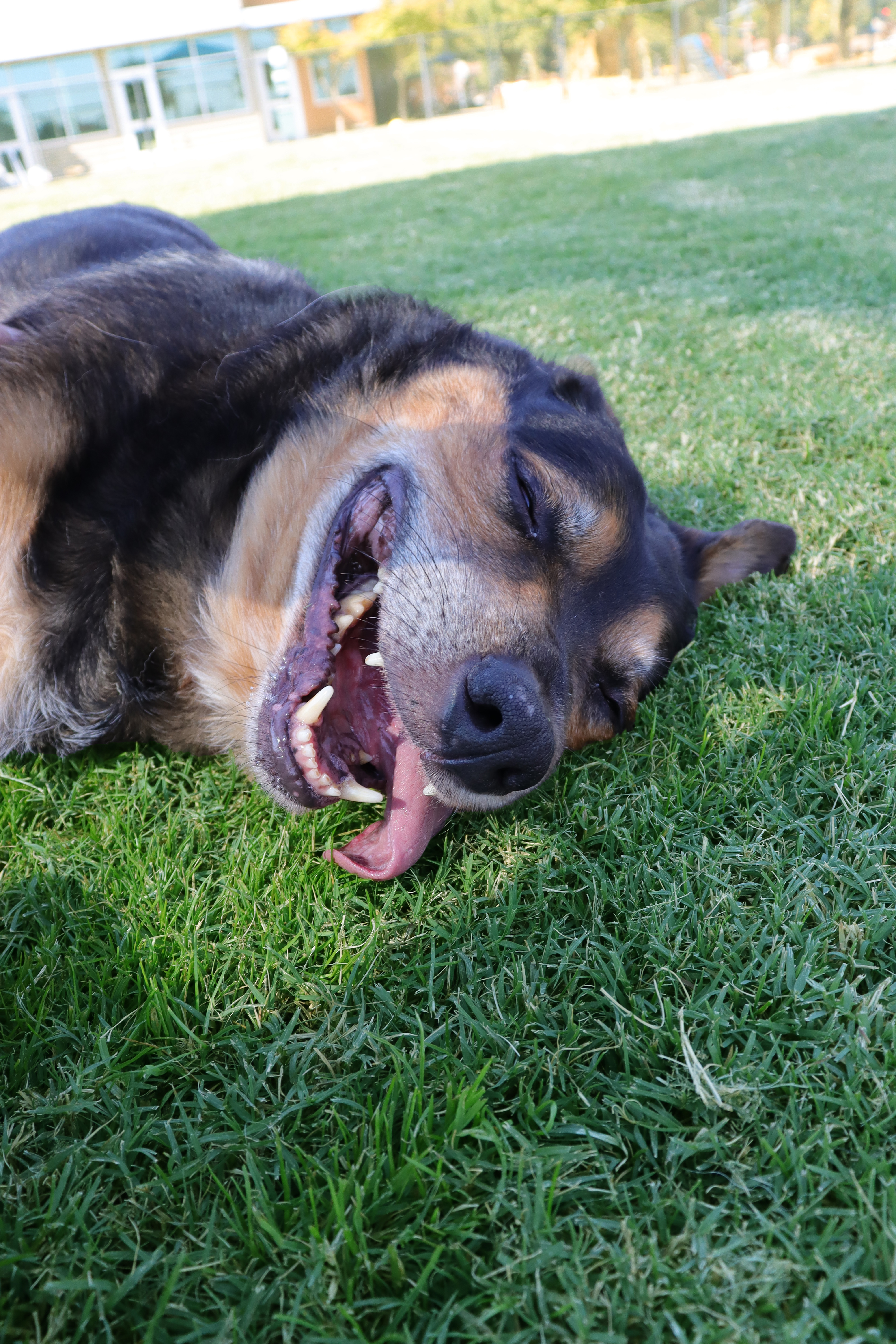 Charlie, a Adoptable German Shepherd Dog in Clovis, CA image 4/5
