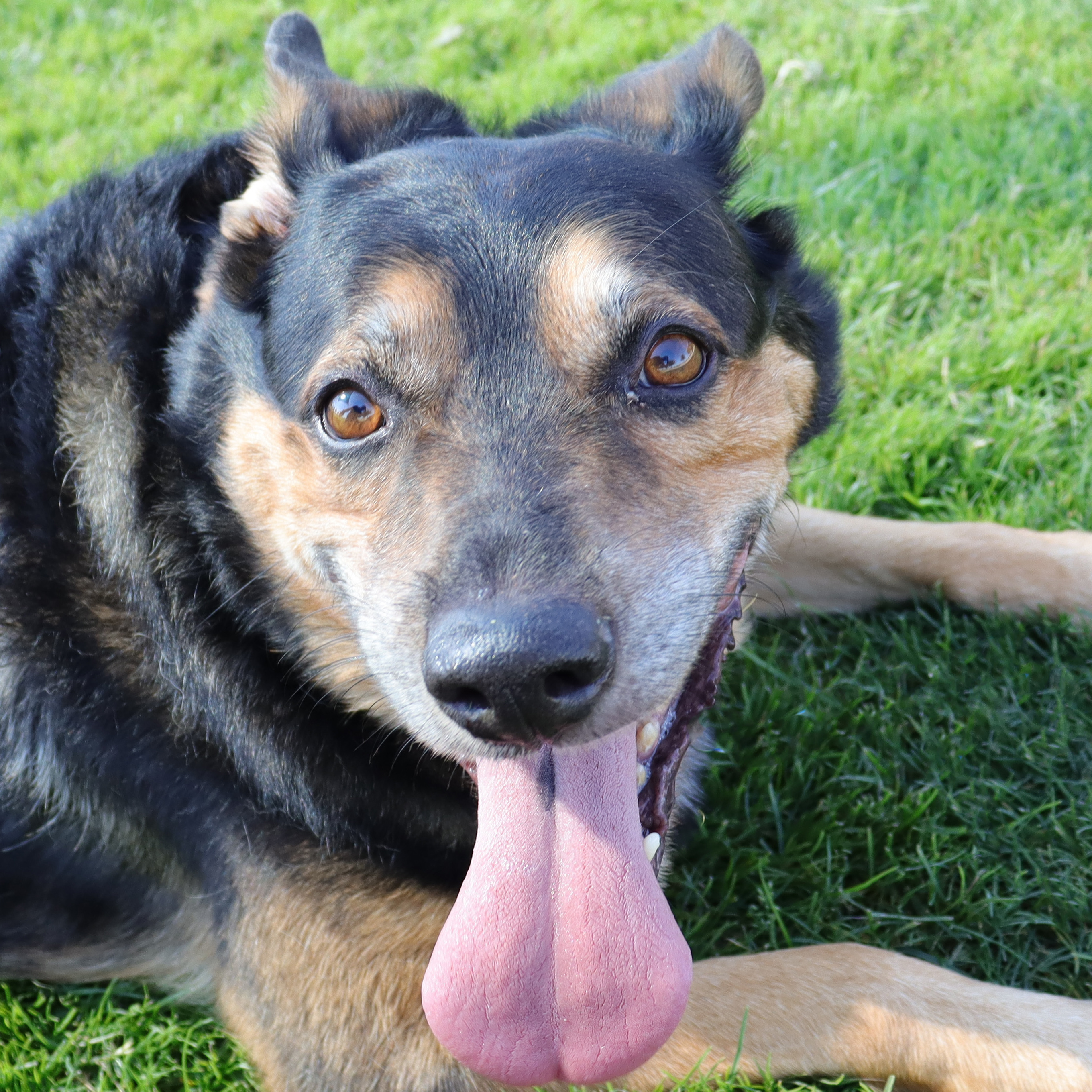 Charlie, a Adoptable German Shepherd Dog in Clovis, CA image 5/5