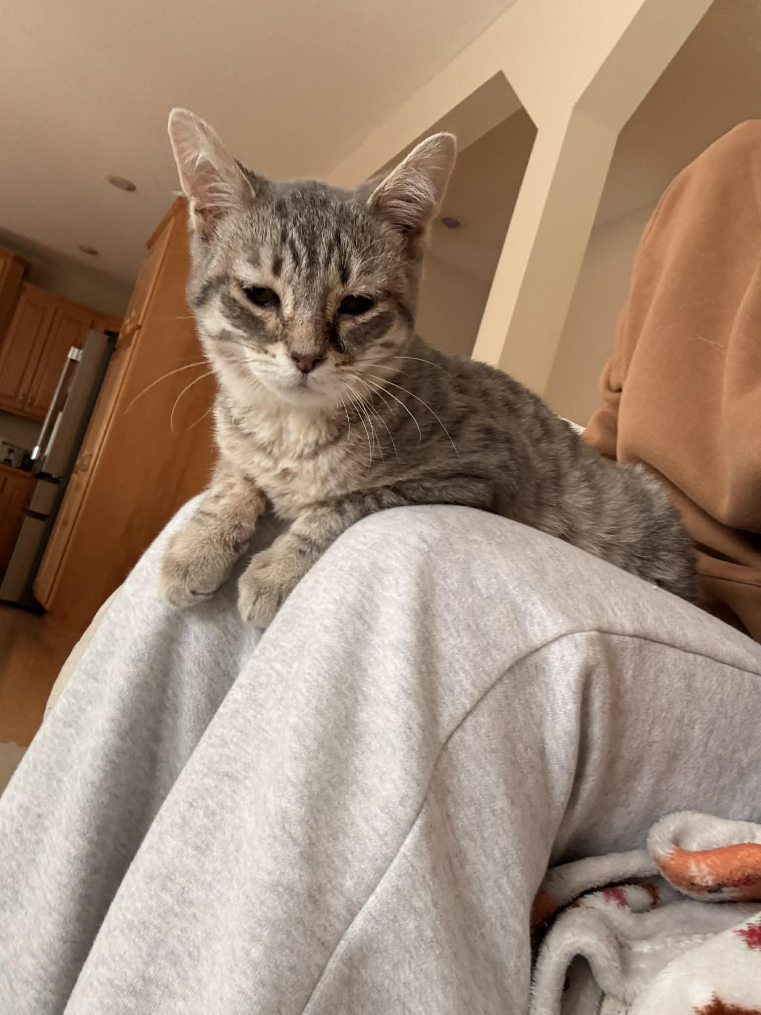 Enlarge Penelope C4777, a Adoptable Domestic Short Hair in minneapolis, MN image 1/2