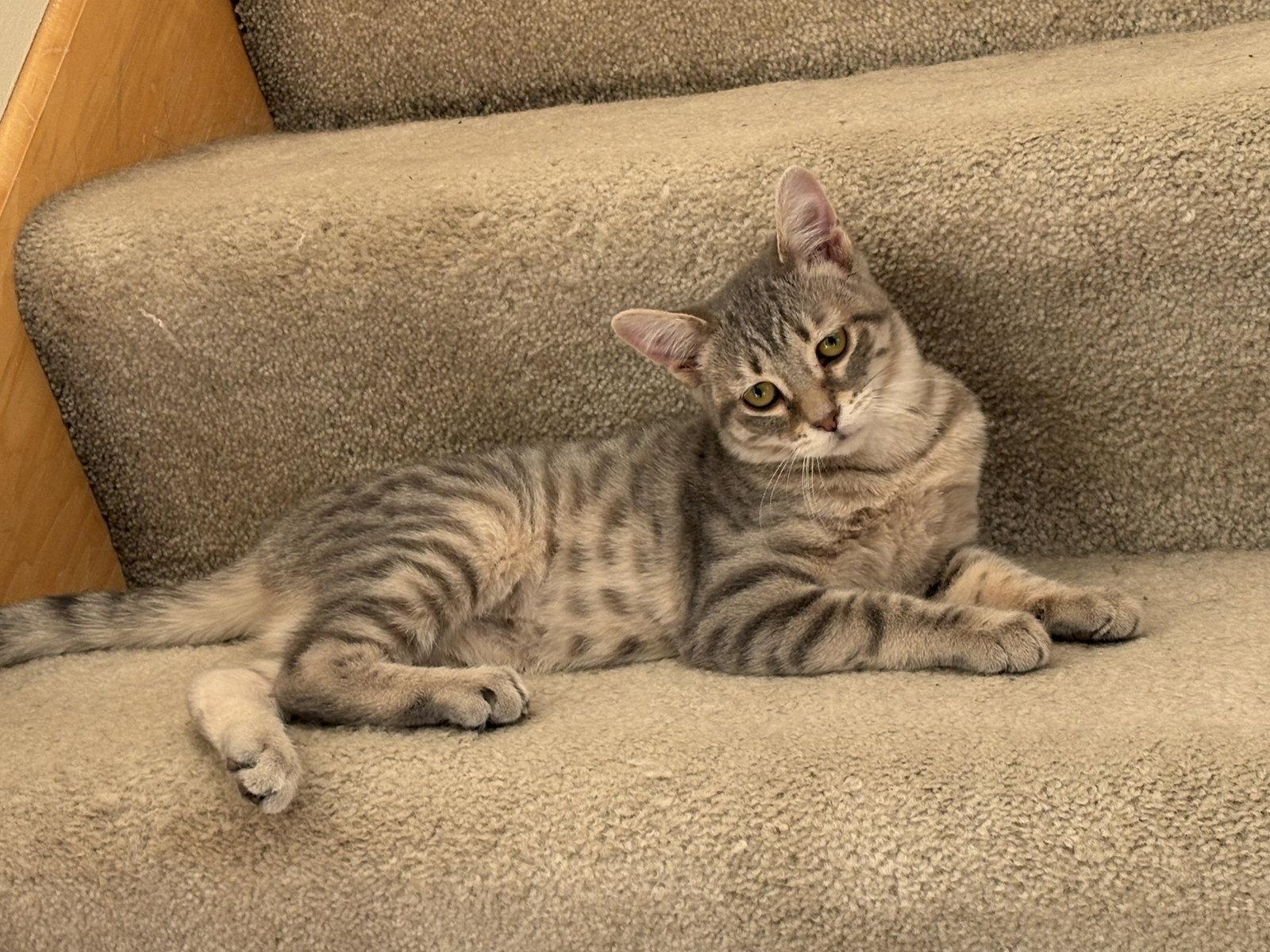 Enlarge Penelope C4777, a Adoptable Domestic Short Hair in minneapolis, MN image 2/2