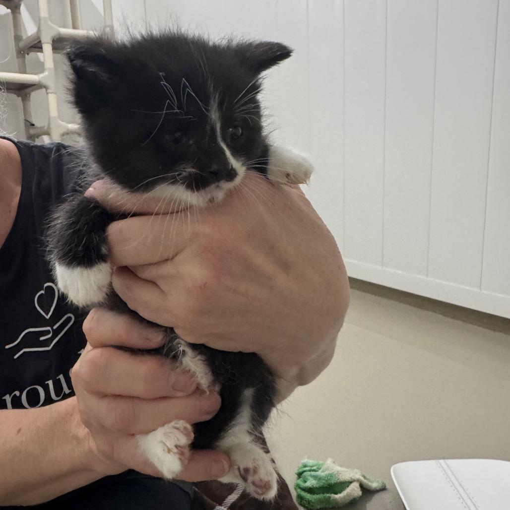 Enlarge Simon, a Adoptable Domestic Short Hair in Redwood Falls, MN image 1/1