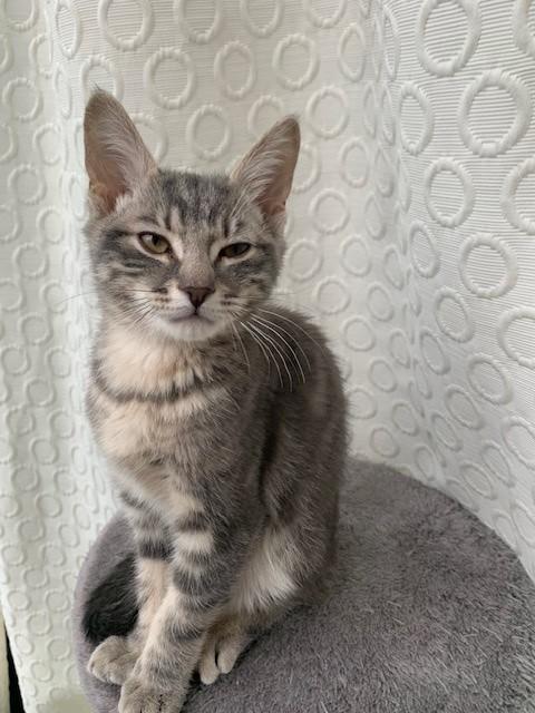 Enlarge Oisin, an adoptable Domestic Short Hair in Hamilton, ON image 3/5