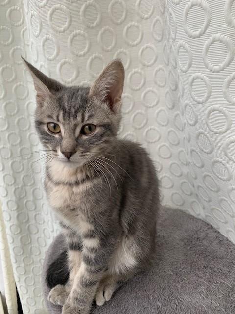 Enlarge Oisin, an adoptable Domestic Short Hair in Hamilton, ON image 4/5