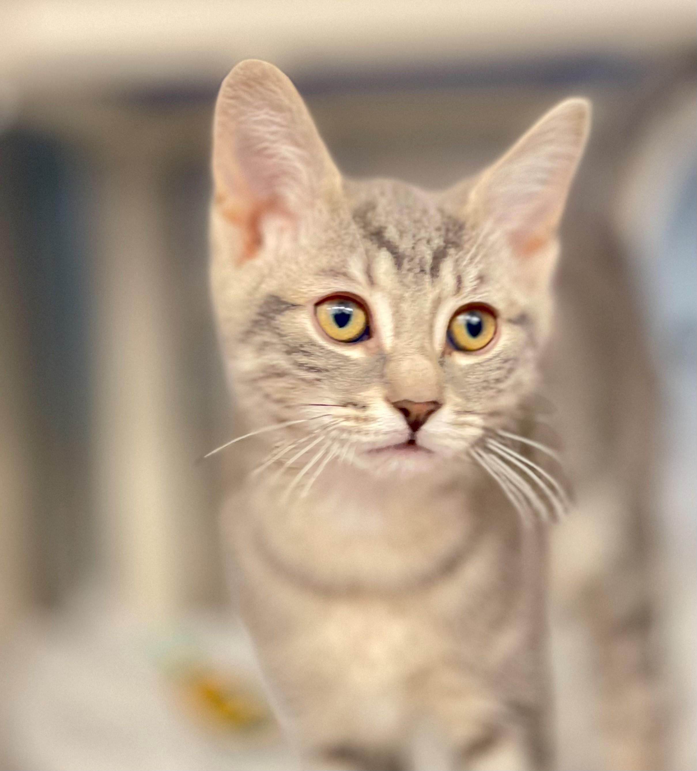 Enlarge Oisin, an adoptable Domestic Short Hair in Hamilton, ON image 1/5