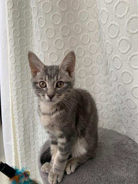 Enlarge Oisin, an adoptable Domestic Short Hair in Hamilton, ON image 5/5