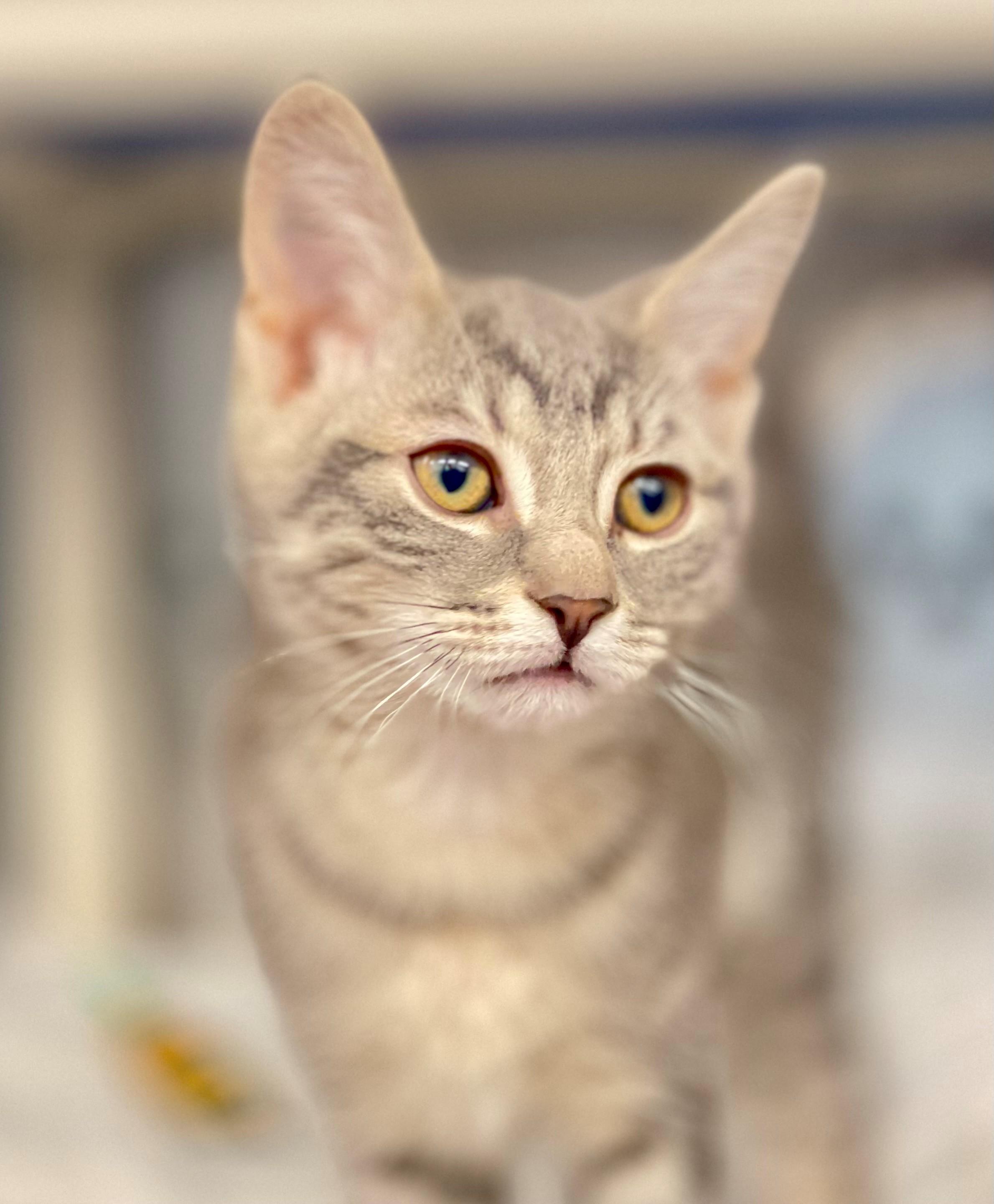 Enlarge Oisin, an adoptable Domestic Short Hair in Hamilton, ON image 2/5