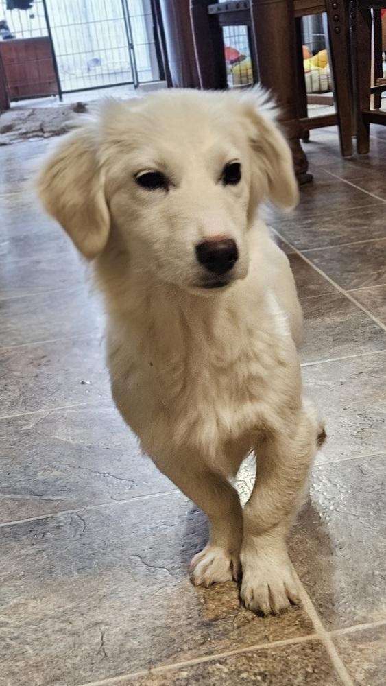 Miss Piggy thumbnail 2