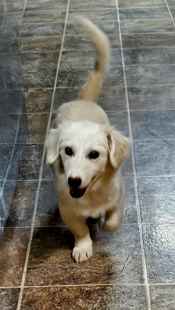 Miss Piggy thumbnail 4