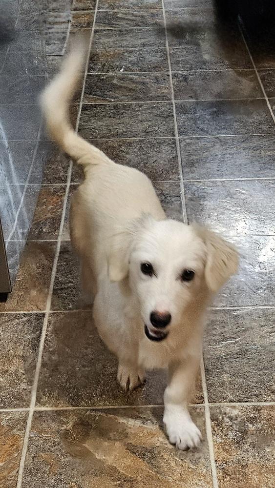 Miss Piggy thumbnail 5