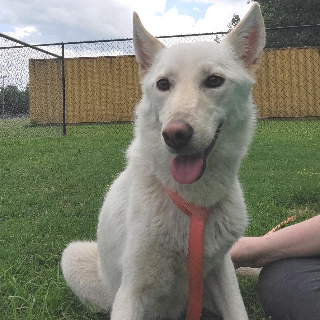 Bailey, Adoptable, Adult Female Shepherd & Husky.