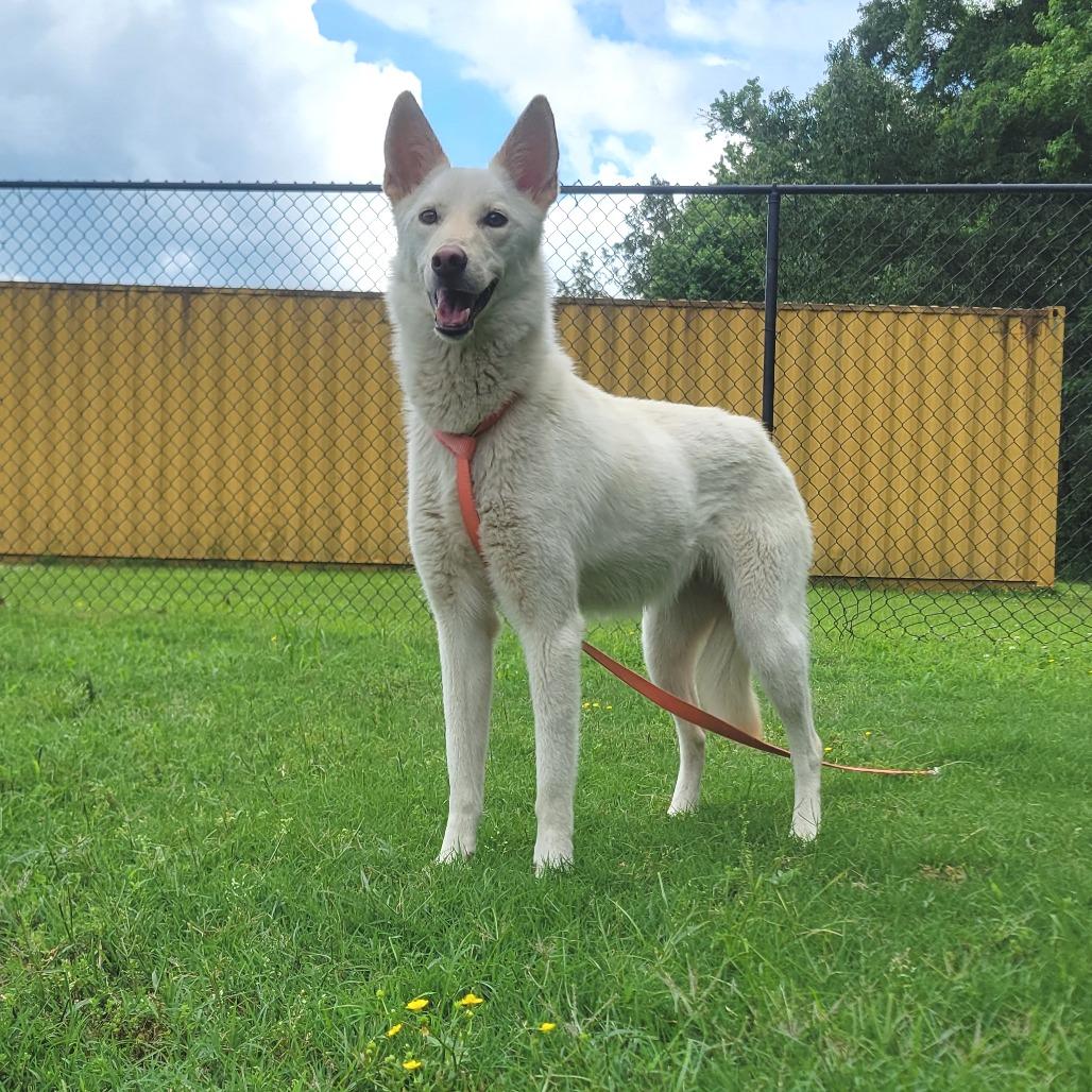 Enlarge Bailey, a Adoptable mixed breed in Cabot, AR image 2/3
