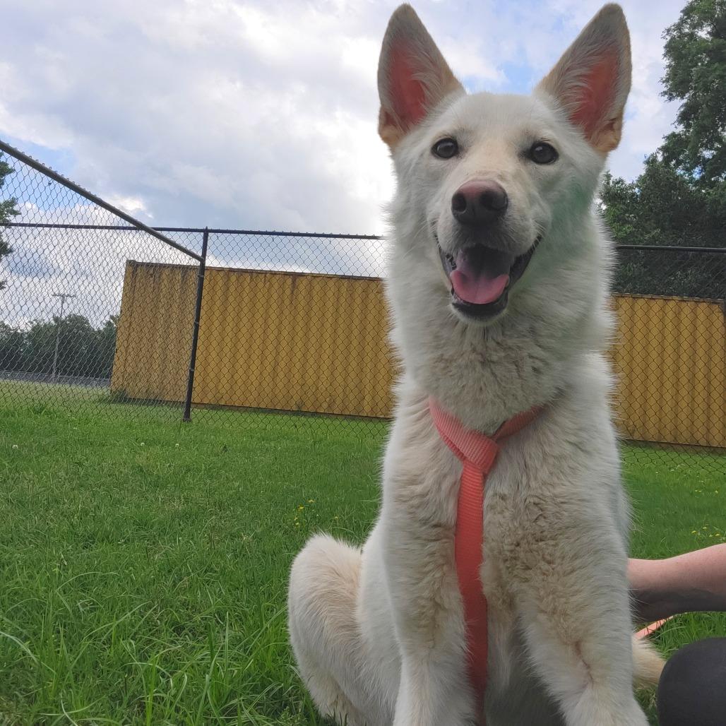 Enlarge Bailey, a Adoptable mixed breed in Cabot, AR image 3/3
