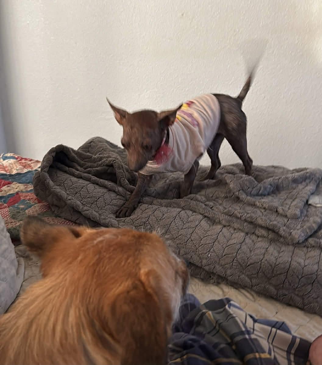 Enlarge Swiss Miss the tiny 5# Chihuahua , a ADOPTABLE Chihuahua in Lockhart, TX image 5/6