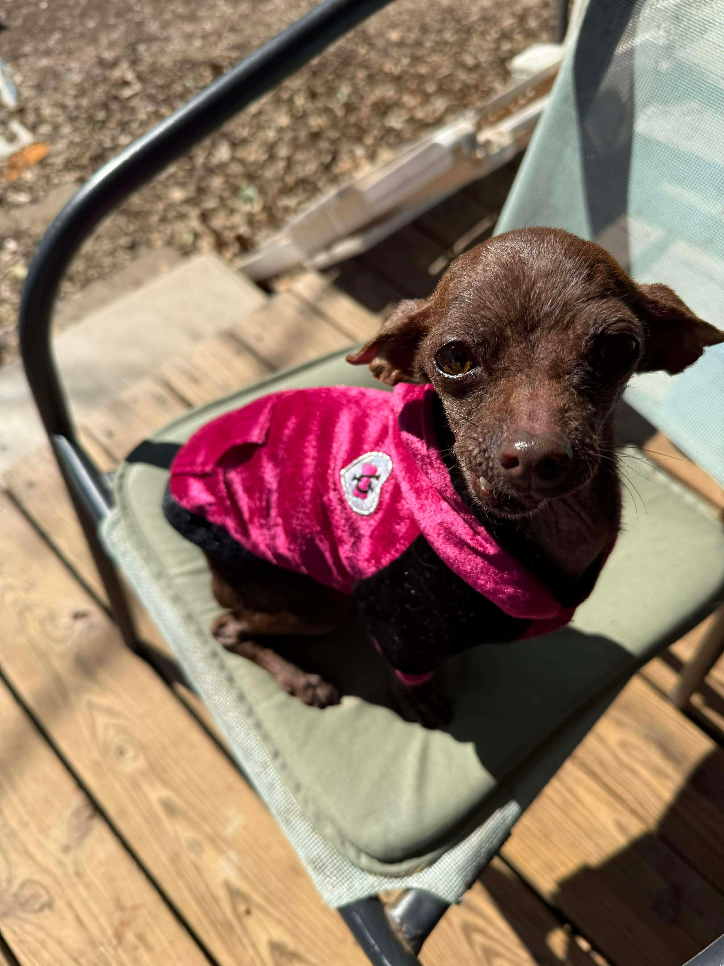 Enlarge Swiss Miss the tiny 5# Chihuahua , a ADOPTABLE Chihuahua in Lockhart, TX image 6/6