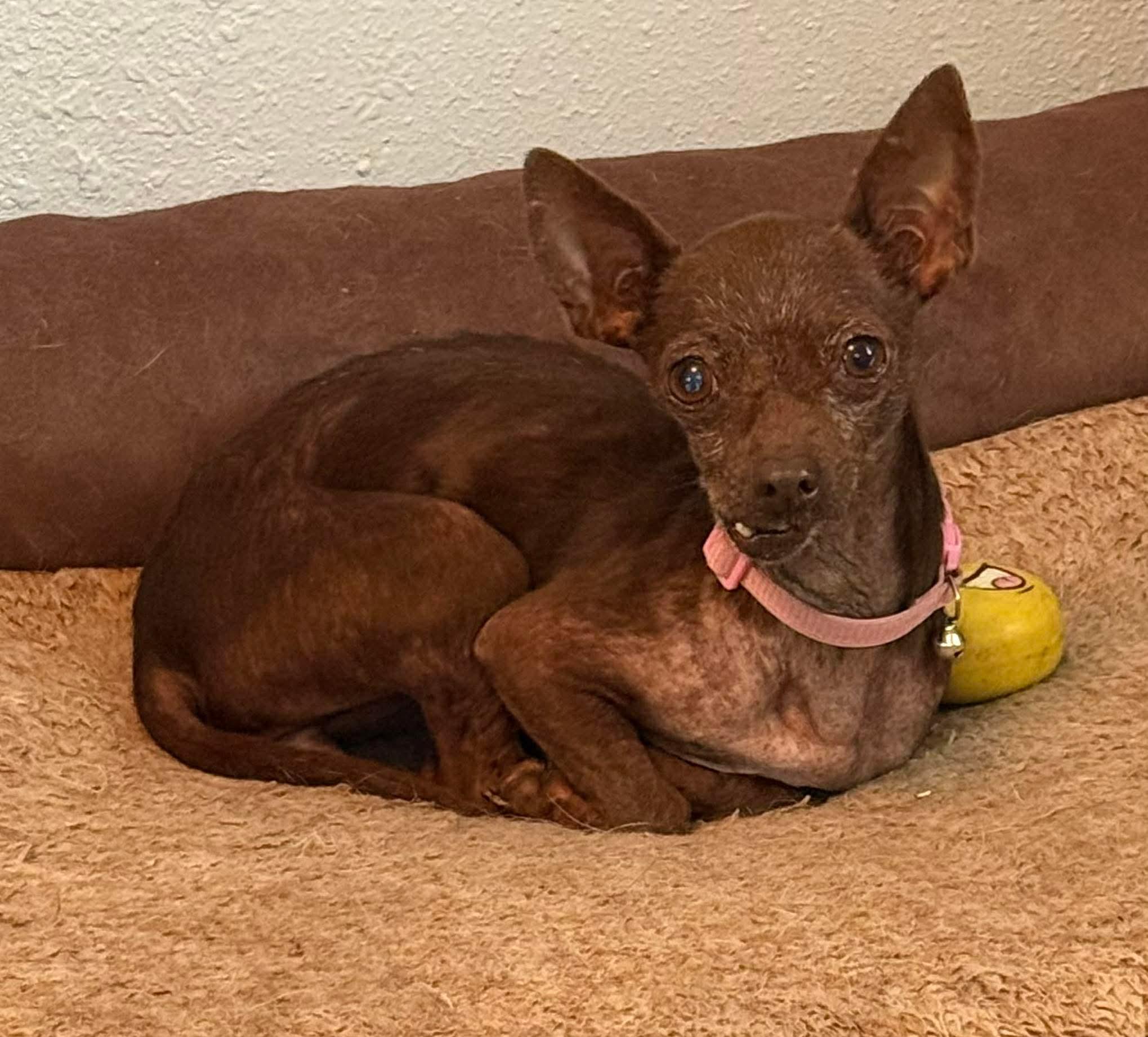 Enlarge Swiss Miss the tiny 5# Chihuahua , a ADOPTABLE Chihuahua in Lockhart, TX image 2/6