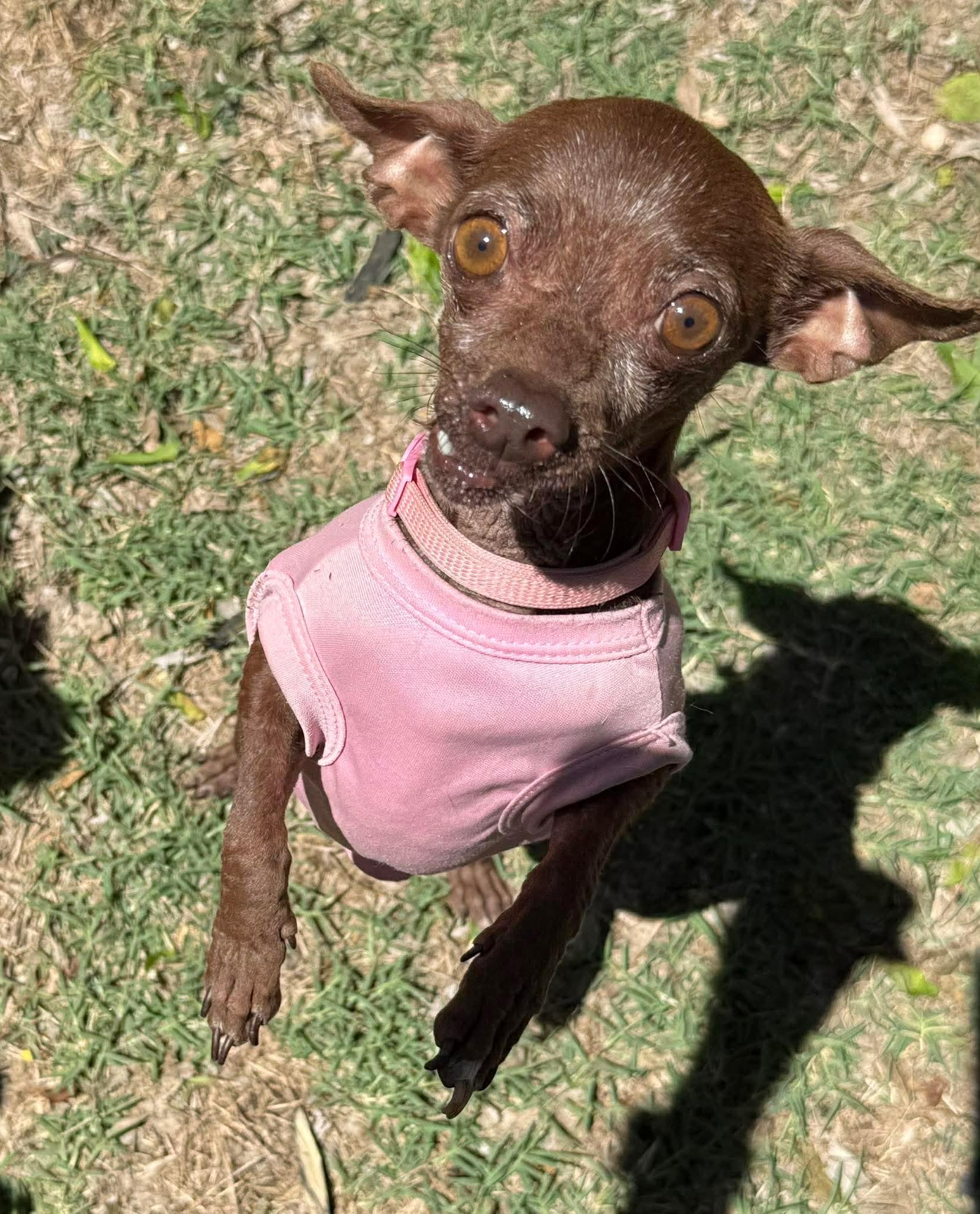 Enlarge Swiss Miss the tiny 5# Chihuahua , a ADOPTABLE Chihuahua in Lockhart, TX image 4/6