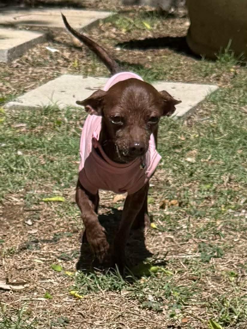 Enlarge Swiss Miss the tiny 5# Chihuahua , a ADOPTABLE Chihuahua in Lockhart, TX image 3/6