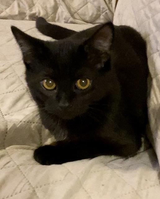 Enlarge Eira , an adopted Domestic Short Hair in Syracuse, NY image 3/5