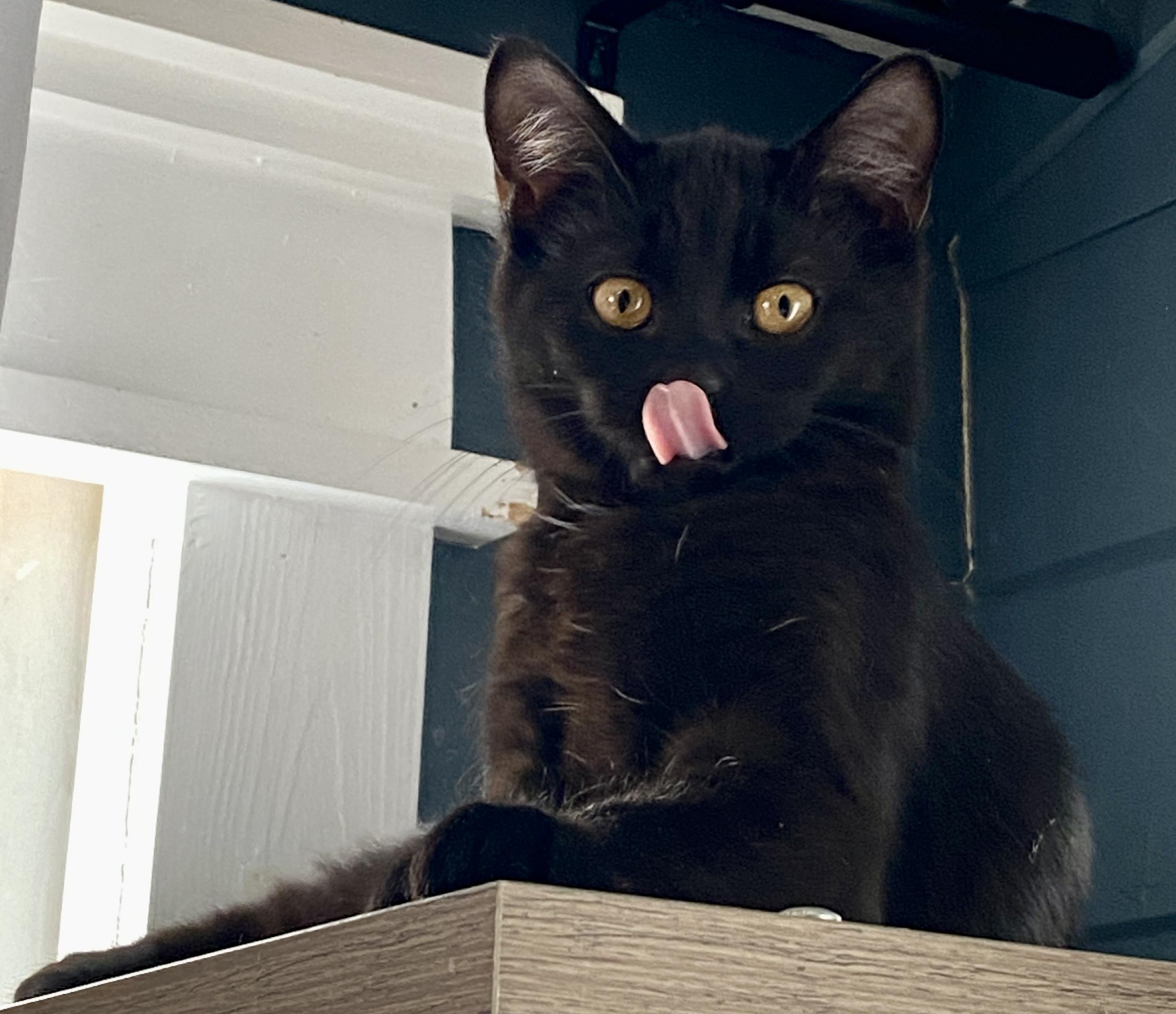 Enlarge Eira , an adopted Domestic Short Hair in Syracuse, NY image 2/5