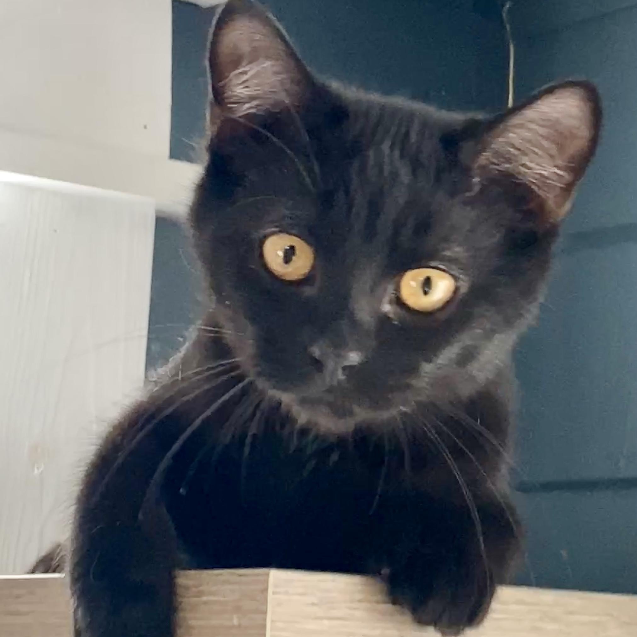 Enlarge Eira , an adopted Domestic Short Hair in Syracuse, NY image 1/5