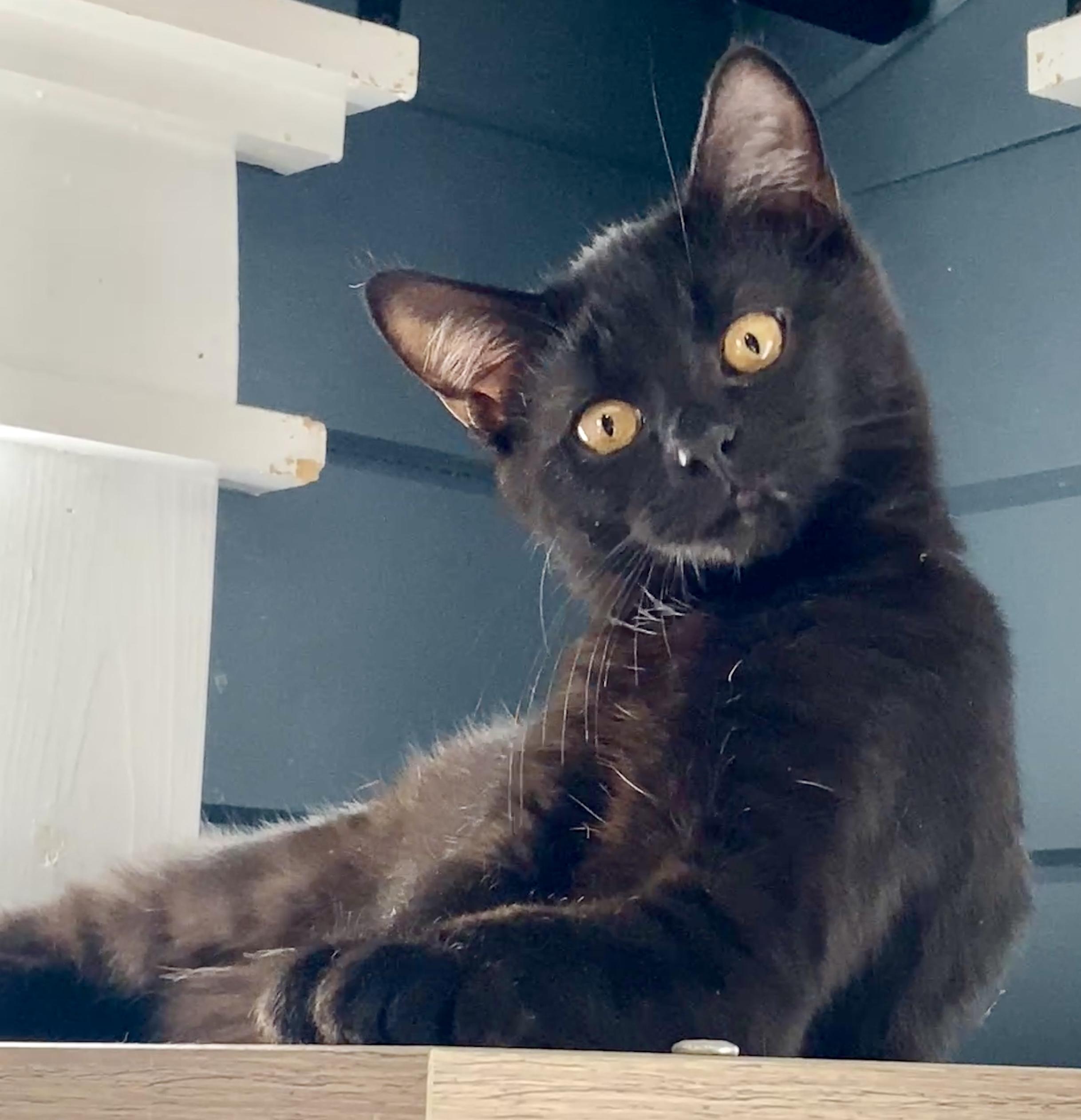 Enlarge Eira , an adopted Domestic Short Hair in Syracuse, NY image 4/5