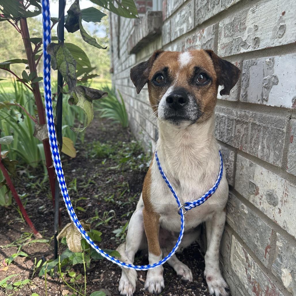 Sir Paul, a Adoptable mixed breed in Austin, TX image 1/3