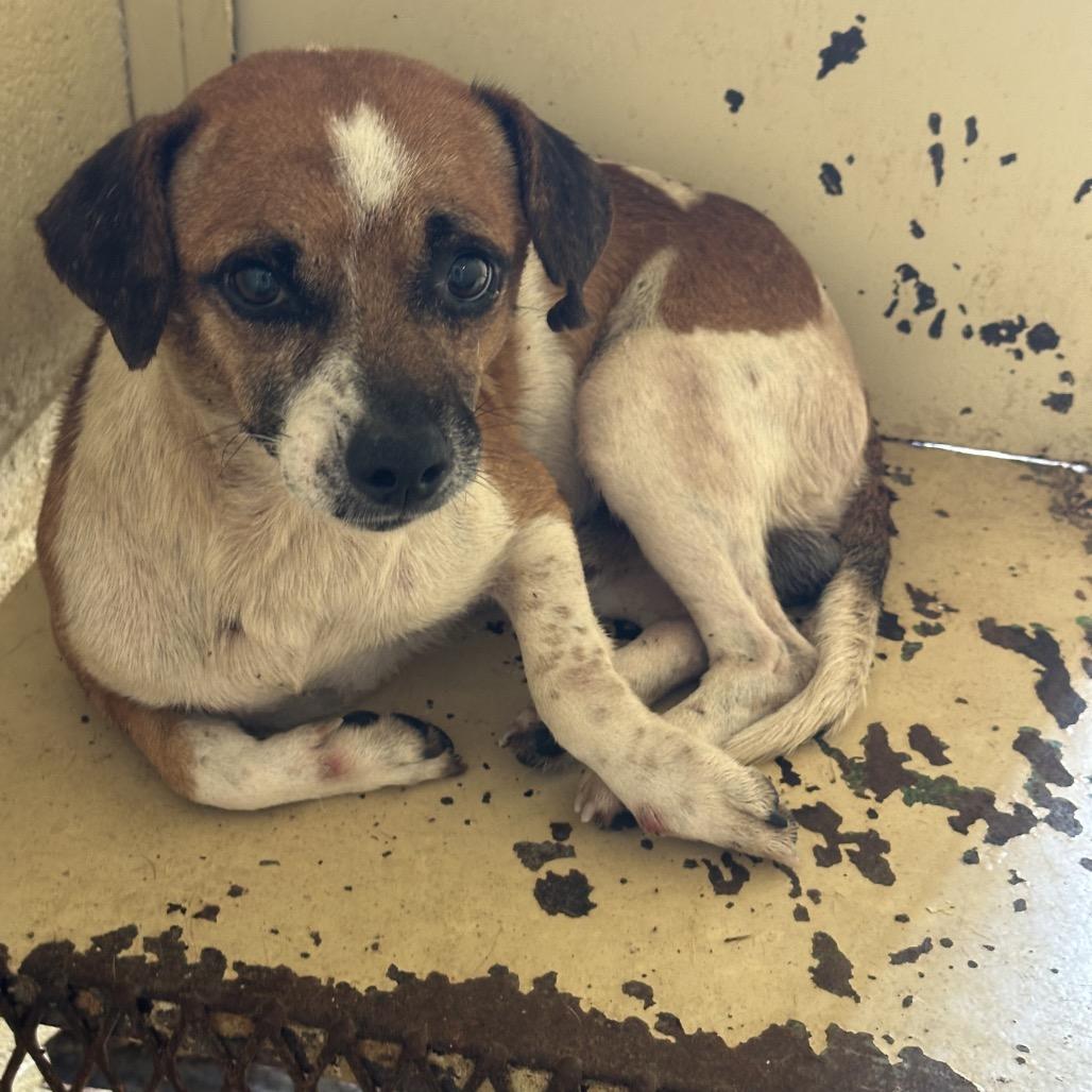 Sir Paul, a Adoptable mixed breed in Austin, TX image 2/3