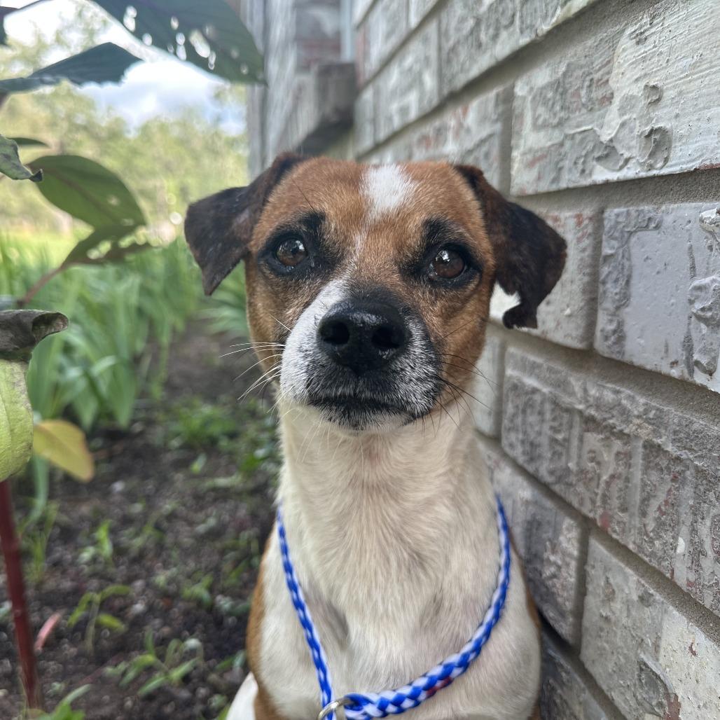 Sir Paul, a Adoptable mixed breed in Austin, TX image 3/3