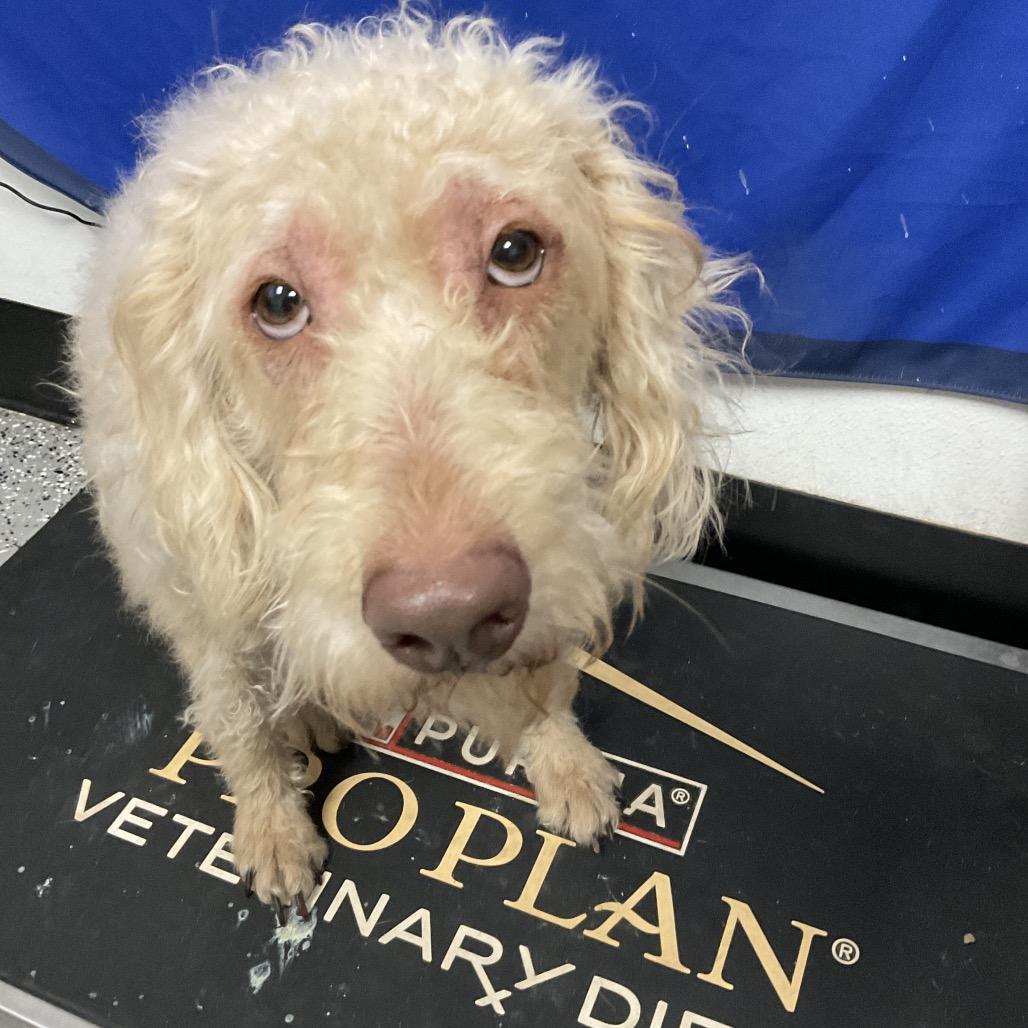 Ramona, Adoptable, Adult Female Standard Poodle & Golden Retriever.