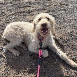 Ramona, a Adoptable mixed breed in Henderson, NV image 2/2