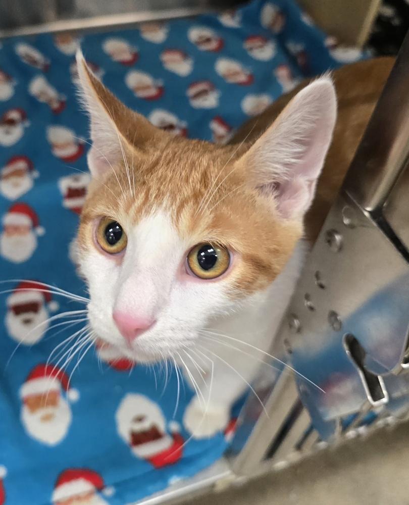 GUPPY, Adoptable, Kitten Male Domestic Short Hair.