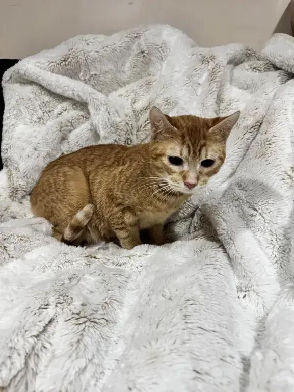 Dhanur, Adoptable, Young Female Domestic Short Hair.
