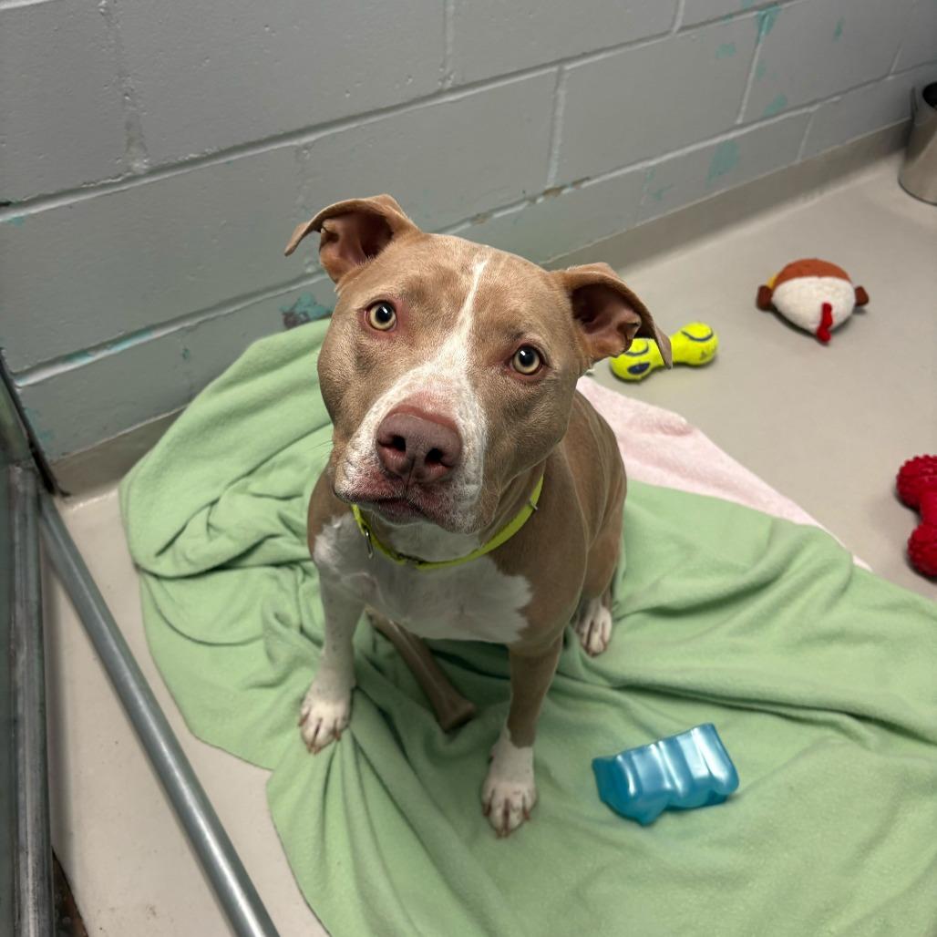 BK, Adoptable, Adult Female Mixed Breed.