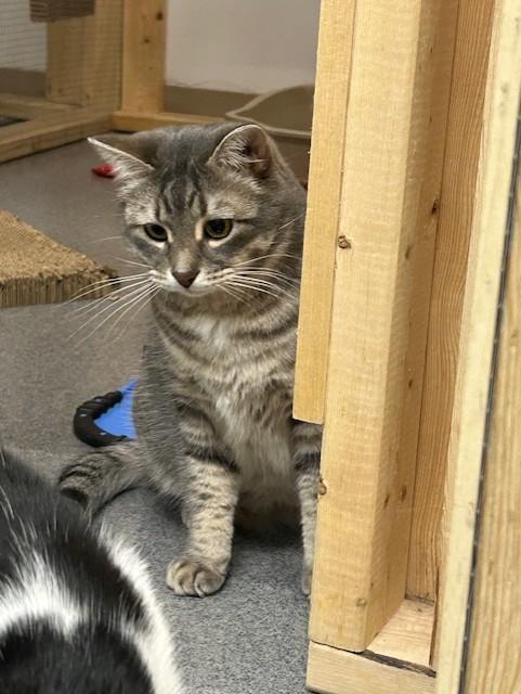 Ben, a Adoptable Domestic Short Hair in Chisholm, MN image 3/4