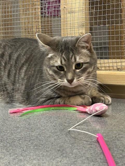 Ben, Adoptable, Adult Male Domestic Short Hair.