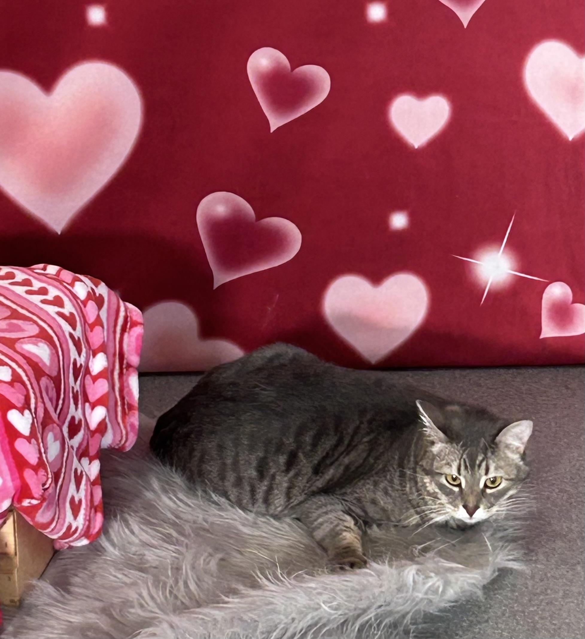 Enlarge Ben, a Adoptable Domestic Short Hair in Chisholm, MN image 5/5