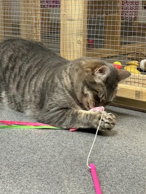 Ben, an adoptable Domestic Short Hair in Chisholm, MN, 55719 | Photo Image 2