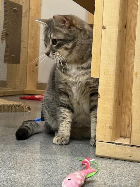 Ben, a Adoptable Domestic Short Hair in Chisholm, MN image 4/4