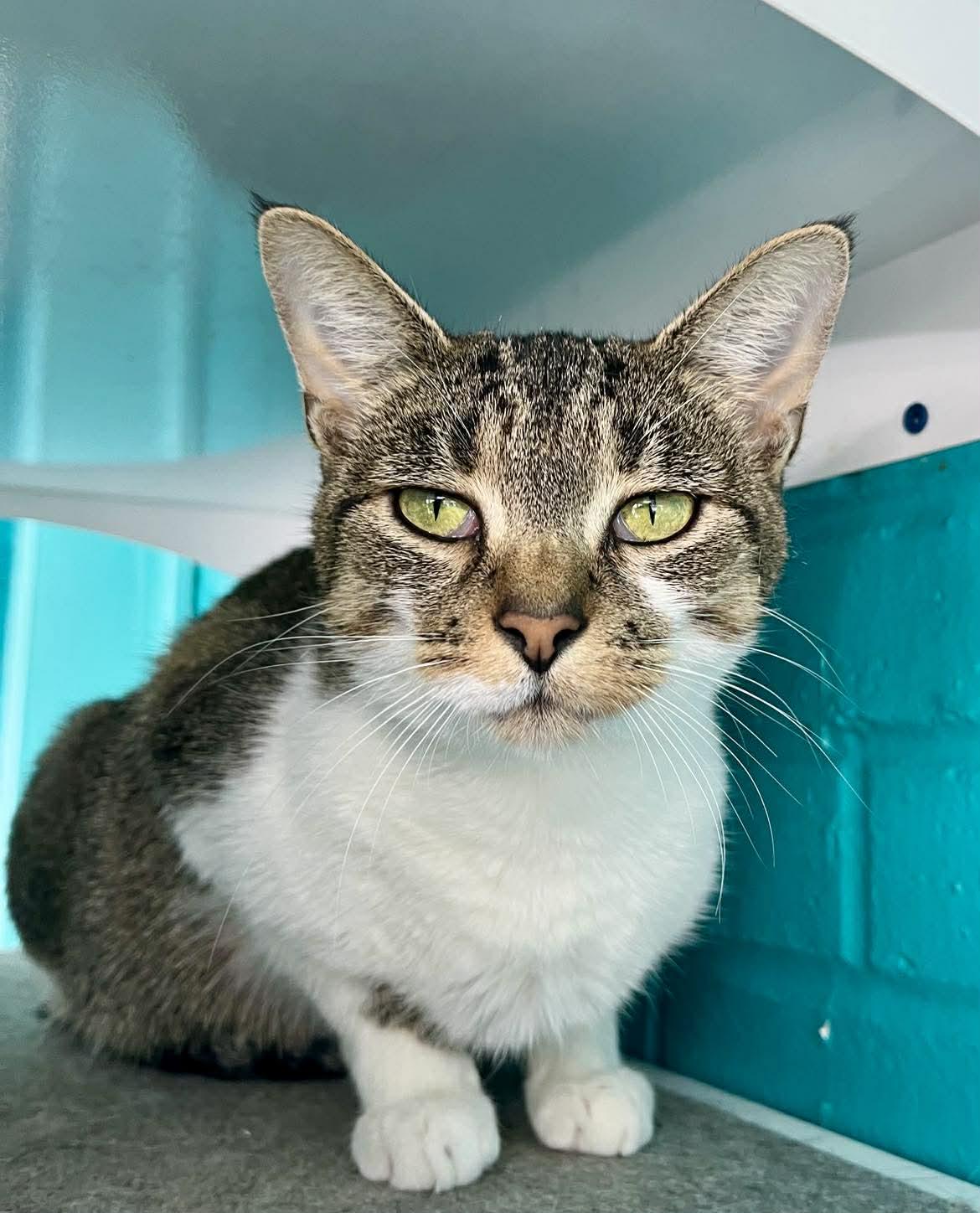 Corin , ADOPTABLE, Adult Female Domestic Short Hair.