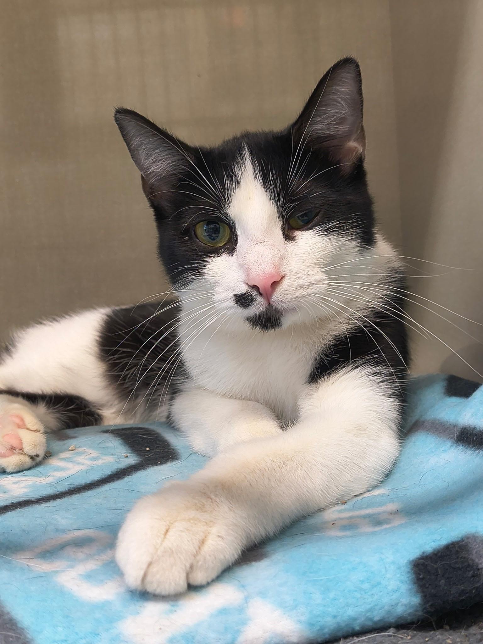 Domino, ADOPTABLE, Young Female Domestic Short Hair.