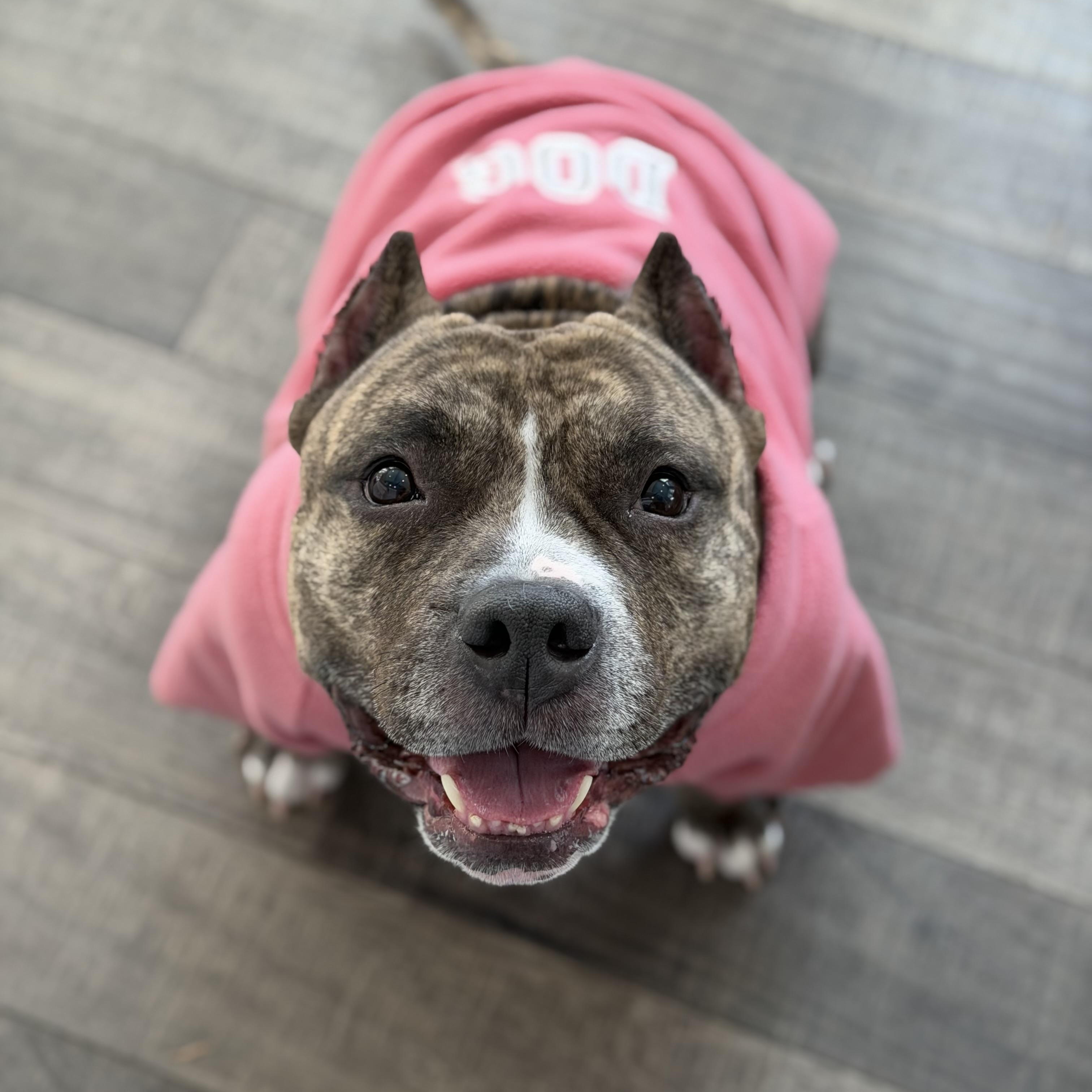 Enlarge Fiona, a Adoptable mixed breed in Lake Hopatcong, NJ image 5/6