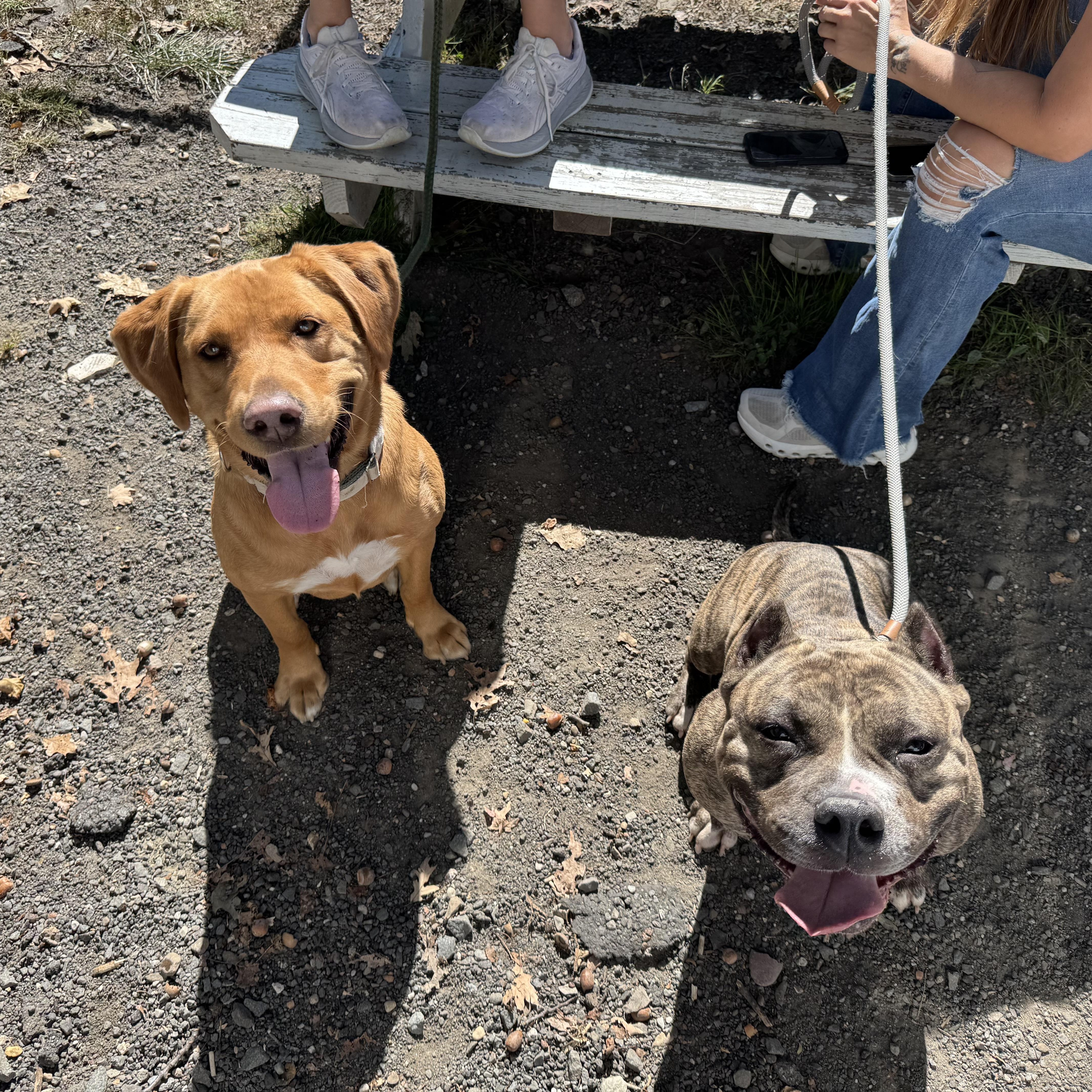 Fiona, a Adoptable mixed breed in Mahwah, NJ image 3/5